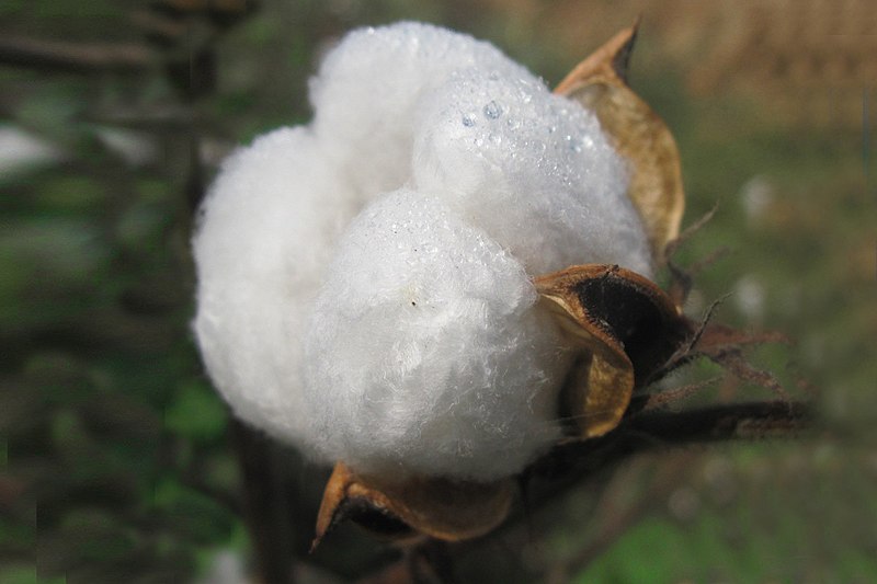 Imagen de una flor de algodón