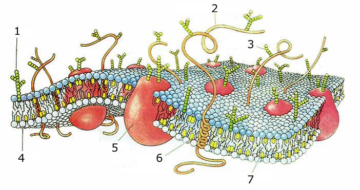 5. Envolviendo a la célula: la membrana plasmática | BI2 - Tema : La  célula viva. Morfología, estructura y fisiología celular: El gran planeta  celular