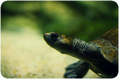 Tortuga