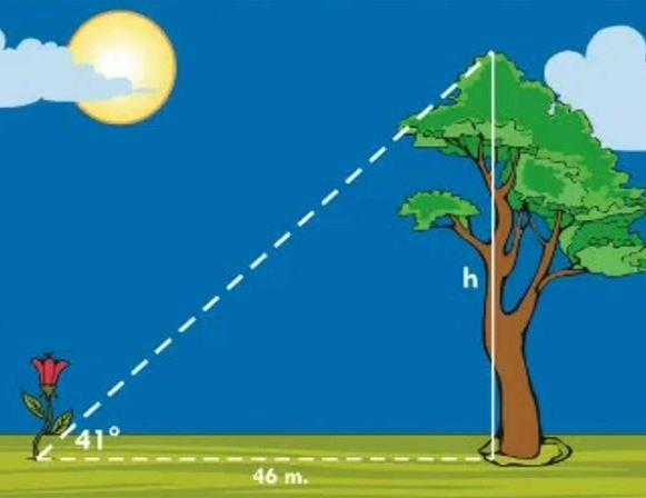 Rosa y árbol
