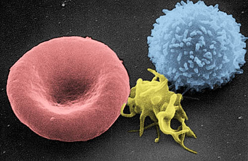 celulas sangre