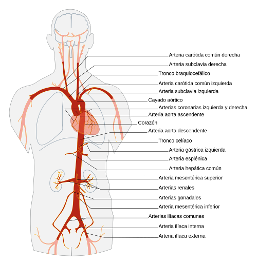 arterias