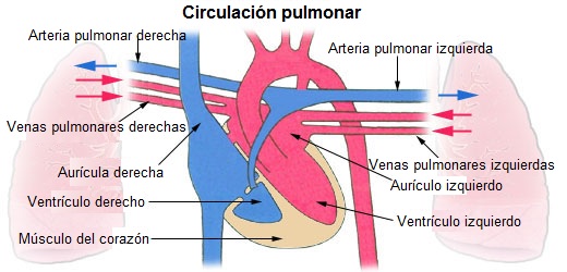 circulación pulmonar