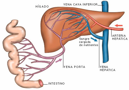 portal hepatica