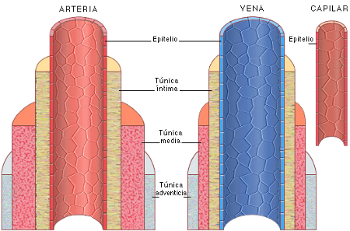 tipos de vasos