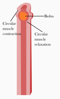 peristalsis