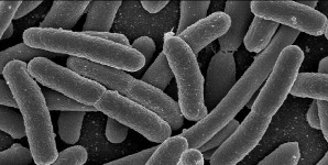 flora intestinal