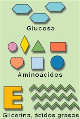 moléculas sencillas