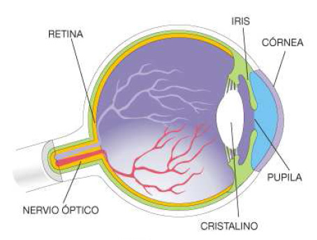 Anatomía del Ojo