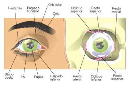 exterior ojo