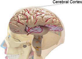 corteza cerebral