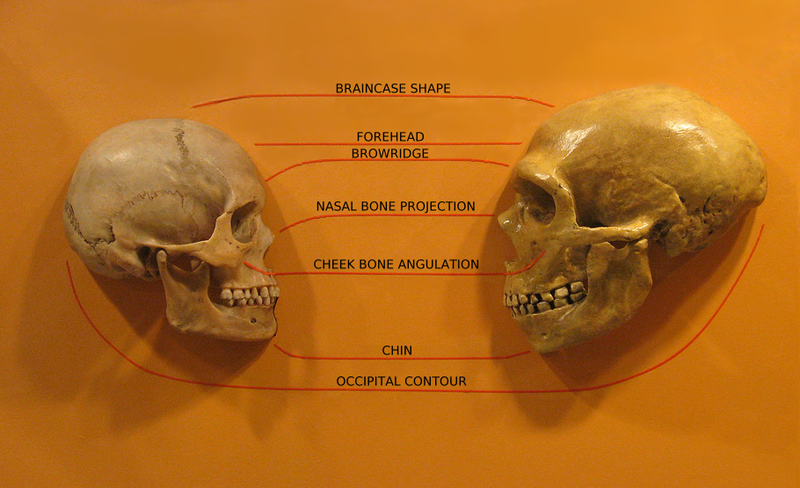 Comparación de cráneos humanos y neandertales modernos del Museo de Historia Natural de Cleveland con subtítulos en inglés. Descripción (de arriba a abajo): Forma de caja cerebral, Frente, Ceja, Proyección de hueso nasal, Angulación de pómulos, Mentón, Contorno occipital. Comparación de cráneos humanos y neandertales modernos del Museo de Historia Natural de Cleveland con subtítulos en inglés. Descripción (de arriba a abajo): Forma de caja cerebral, Frente, Ceja, Proyección de hueso nasal, Angulación de pómulos, Mentón, Contorno occipital.