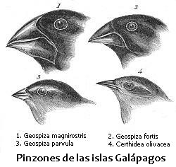 Pinzones de Darwin o pinzones de las Galápagos. Darwin, 1845. Diario de investigaciones de la historia natural y geología de los países visitados durante el viaje del HMS Beagle alrededor del mundo, comandado por el capitán Fitz Roy.