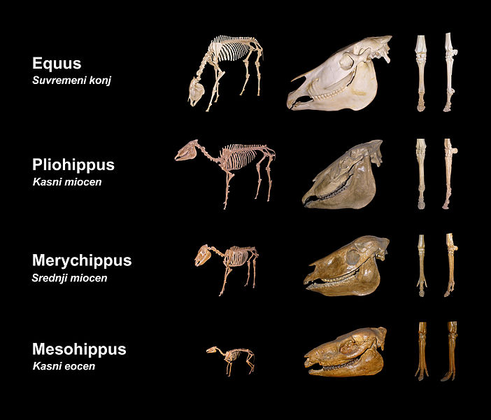 Evolución hasta el caballo actual
