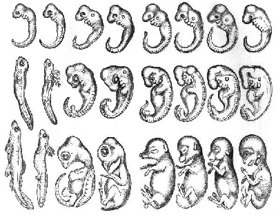 Imágenes de embriones de diferentes especies en diferentes etapas de desarrollo, que representan la regla de Baer.