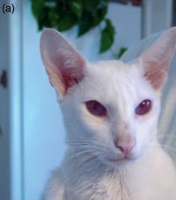 Albinismo completo en un gato