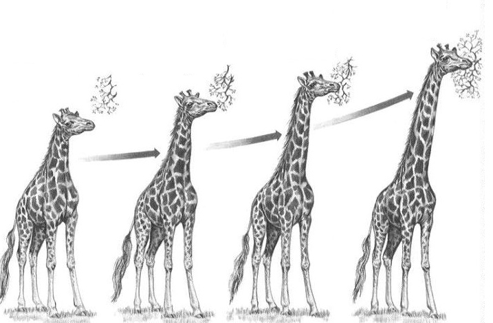 jirafas jirafas
