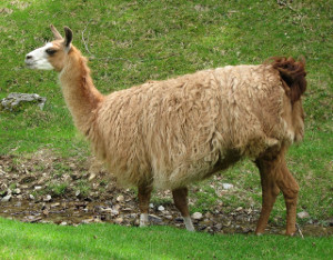 Llama