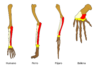 Homología de varios huesos (mostrados en distintos colores) de las extremidades delanteras de cuatro vertebrados.