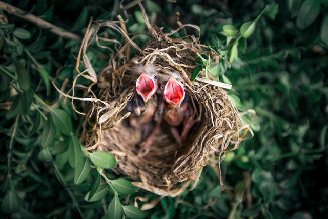 Imagen cenital de un nido con dos polluelos en su interior con los picos abiertos