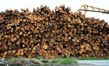 Imagen de muchos troncos de madera apilados