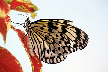 mariposa posada sobre una hoja roja y ocre