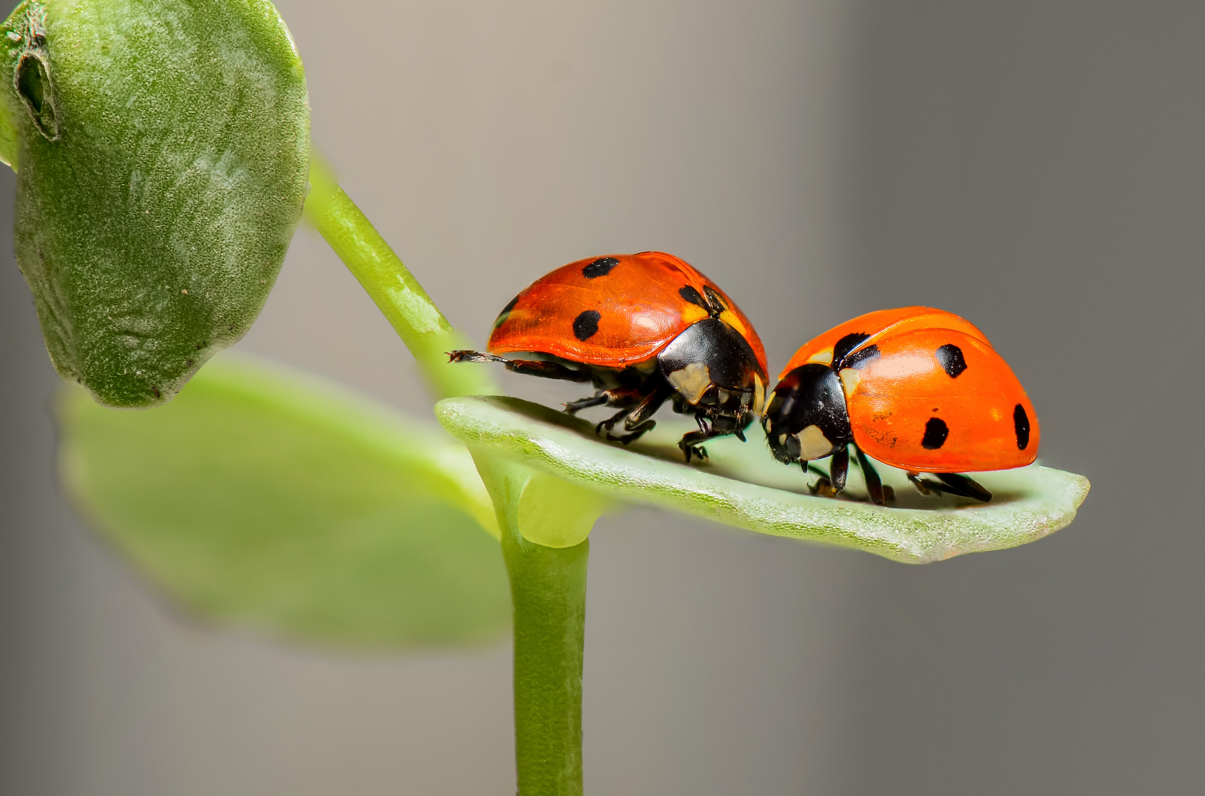 Insectos