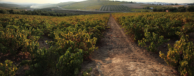 Viñedo en Montilla