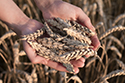 Imagen de gluten