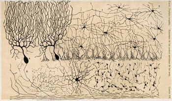 Lámina de Ramón y Cajal