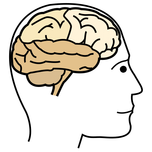 Imagen que muestra un cerebro
