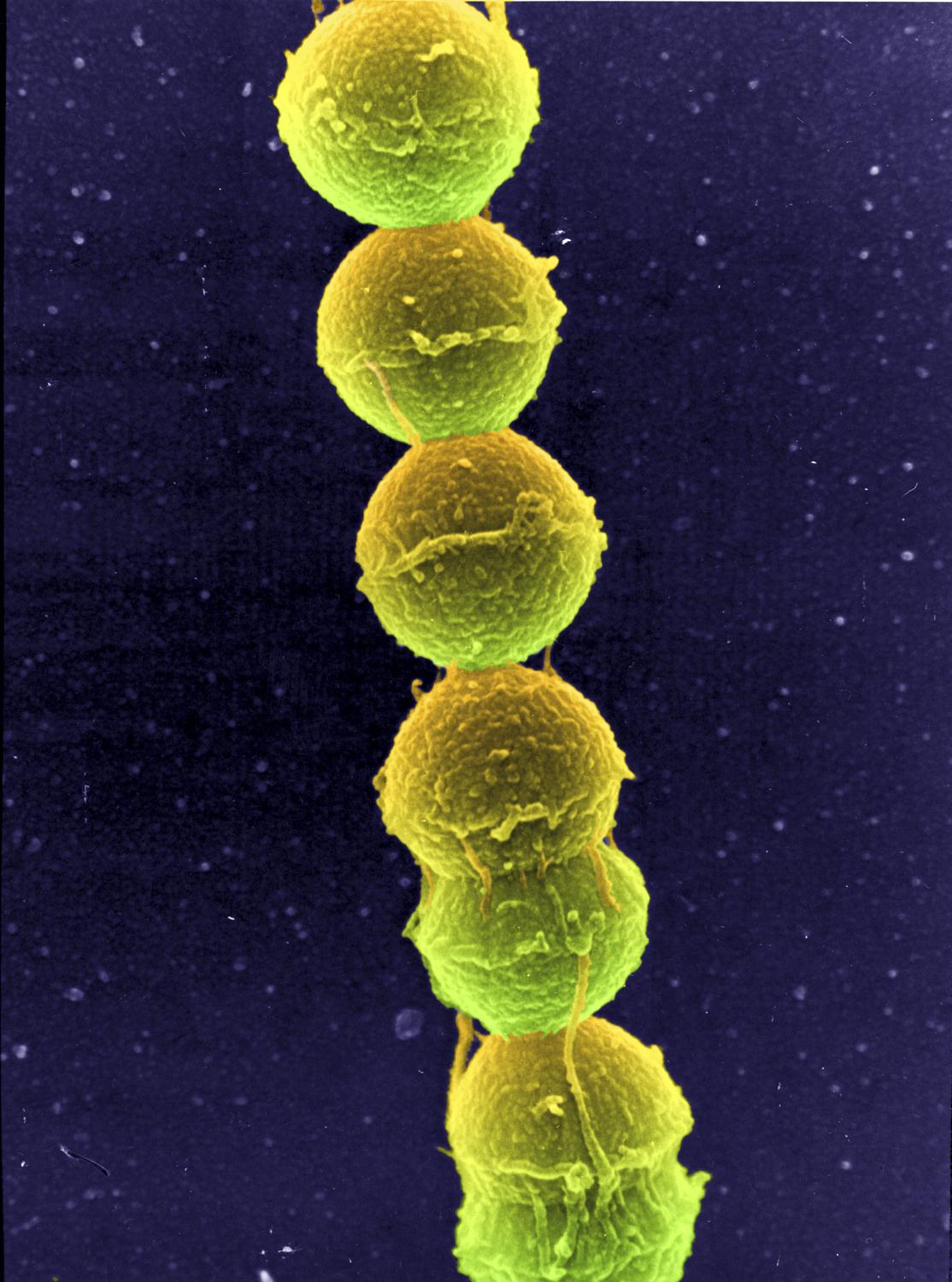 Streptococcus, género de bacteria de la flora intestinal de los seres humanos.