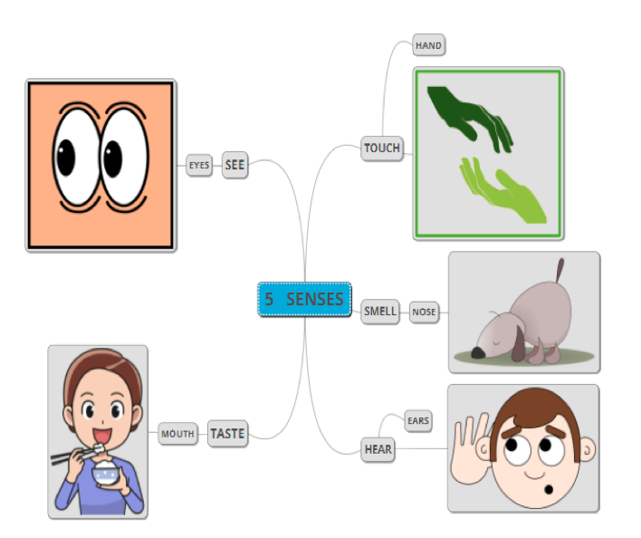 La imagen muestra los cuatro sentidos y sus órganos.