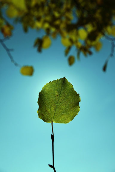 Hoja de árbol cayendo