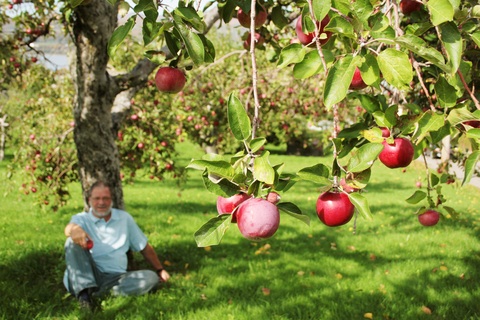 Isaac Newton y la manzana