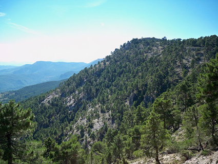 Fotografía de un monte boscoso