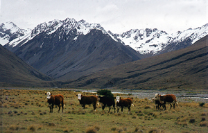 New Zealand valley