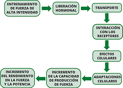 Proceso de adaptación (Kramer, 1990) Proceso de adaptación (Kramer, 1990)