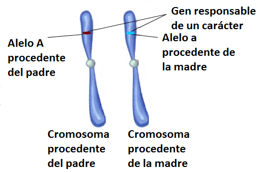 Acerca de Que Es Cromosoma Alelo