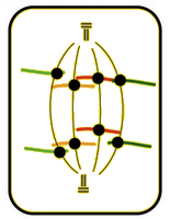 anafase