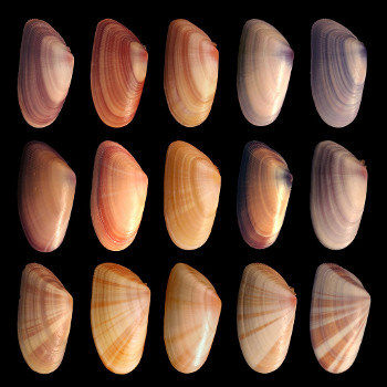 variedad fenotípica en las coquinas