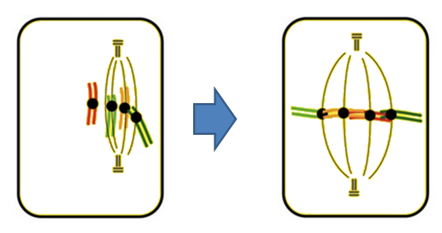 metafase