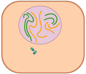 mitosis