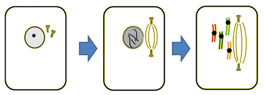 profase