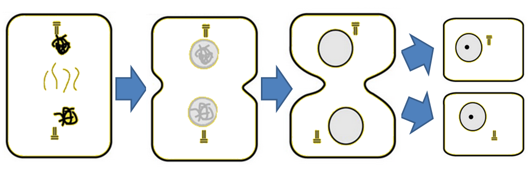 telofase