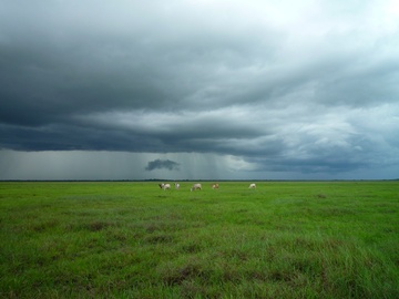 Vista de una pradera con animales pastando y cielo nuboso.