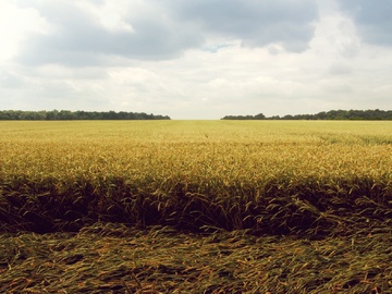 Vista de una llanura de trigo y al fondo hilera de árboles con cielo nublado