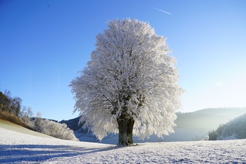 Árbol blanco en un paisaje nevado con un cielo azul