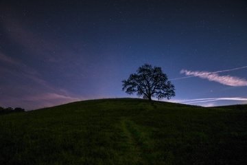 Vista de  un anochecer, de una colina con un gran árbol y un cielo estrellado