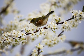 Pájaro posado en la rama de un almendro en flor